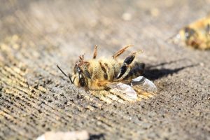 Dead bee lying on its back